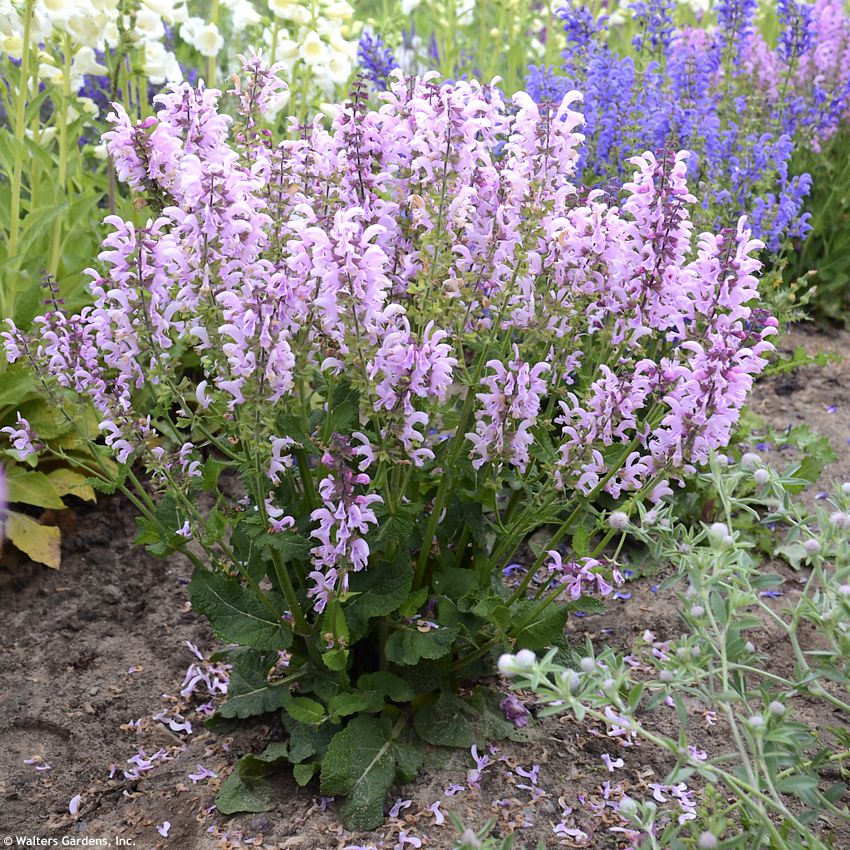 salvia Ballerina Pink WALTERS 4.jpg