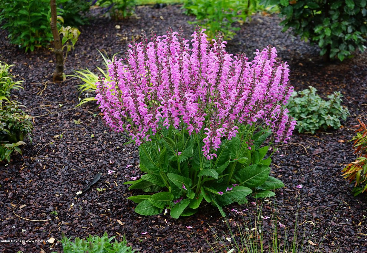 salvia Pretty In Pink