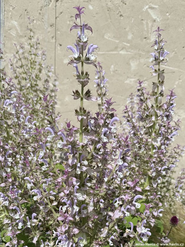 salvia sclarea