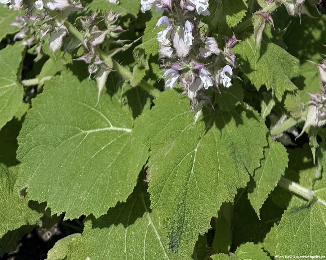 salvia sclarea