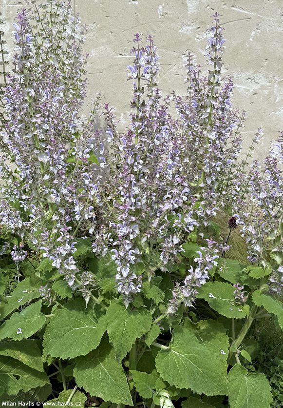 salvia sclarea