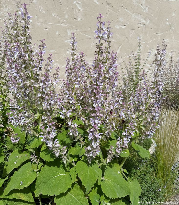 salvia sclarea