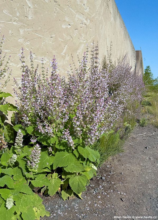 salvia sclarea