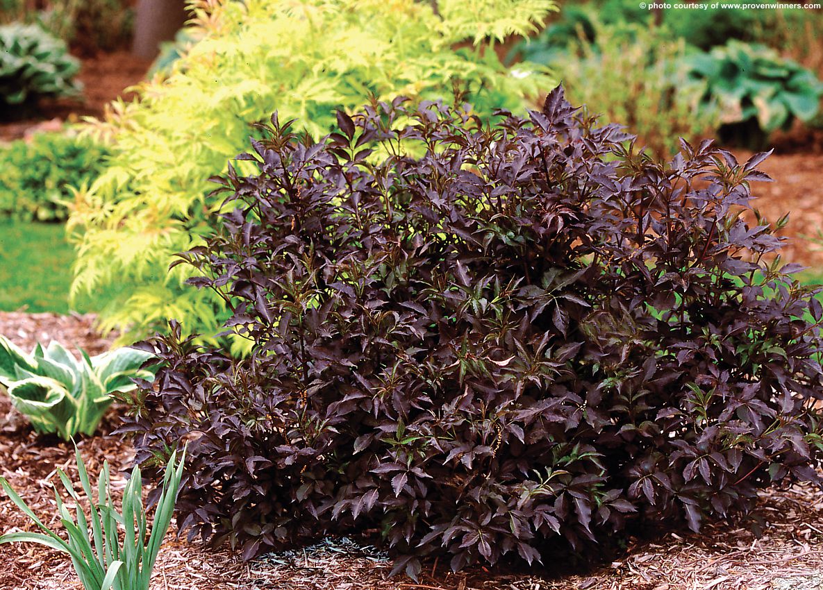 sambucus nigra Black Beauty PW 2.jpg
