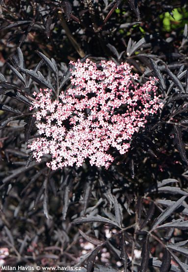 Sambucus nigra 'Eva' BLACK LACE®