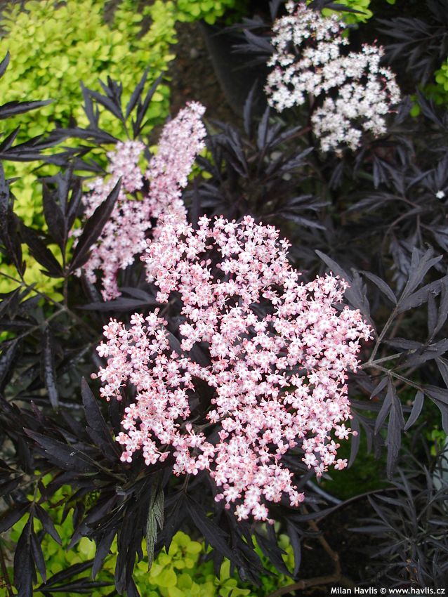 sambucus nigra Black Lace