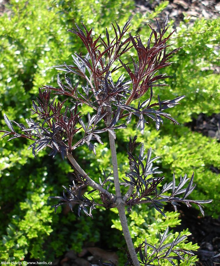 sambucus nigra Black Lace