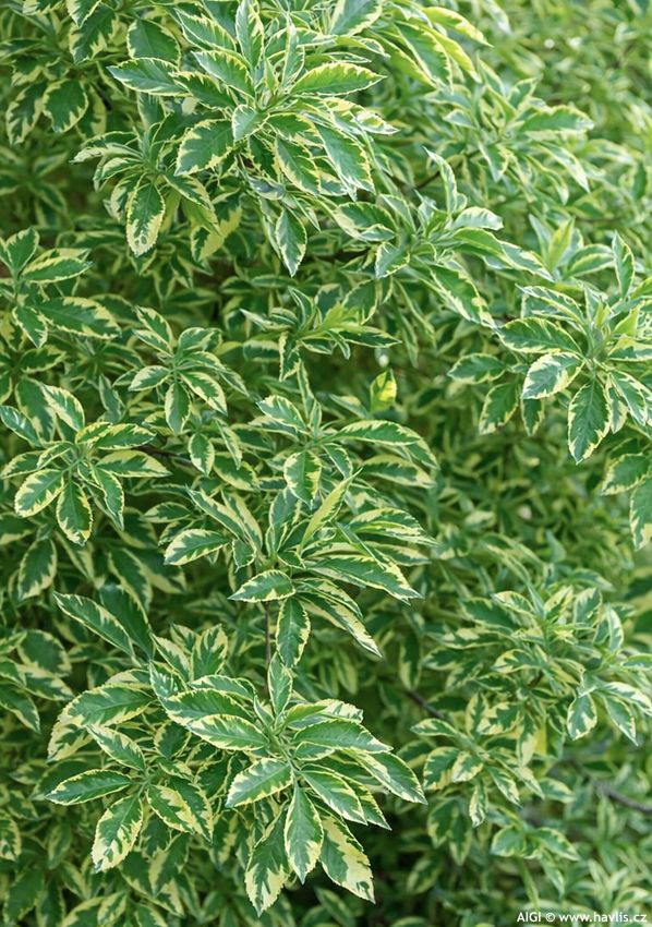 sambucus nigra Gold Spark 2026 AIGI (1).jpg