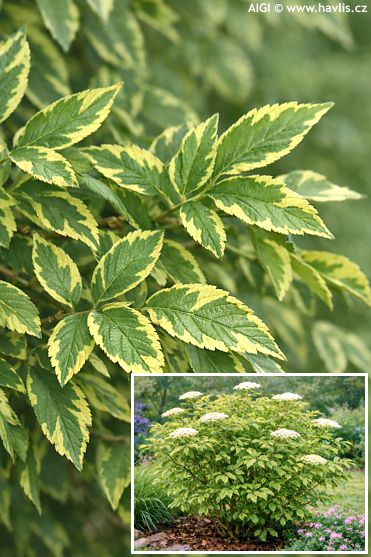 Sambucus nigra 'GOLD SPARK'