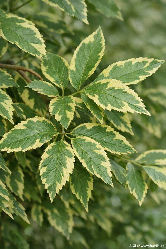 sambucus nigra Gold Spark 2026 AIGI (4).jpg