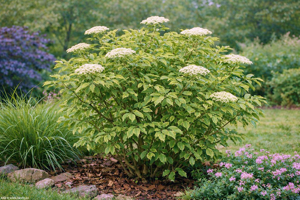 sambucus nigra Gold Spark 2026 AIGI (5).jpg