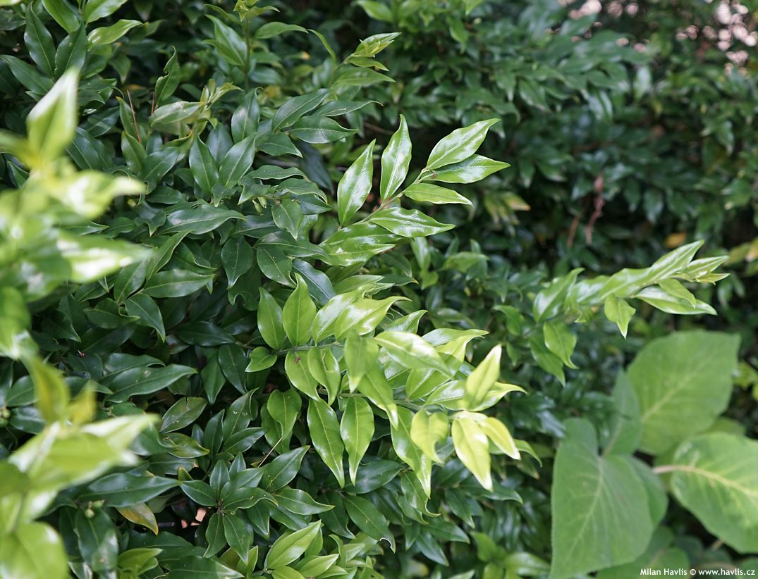 sarcococca confusa