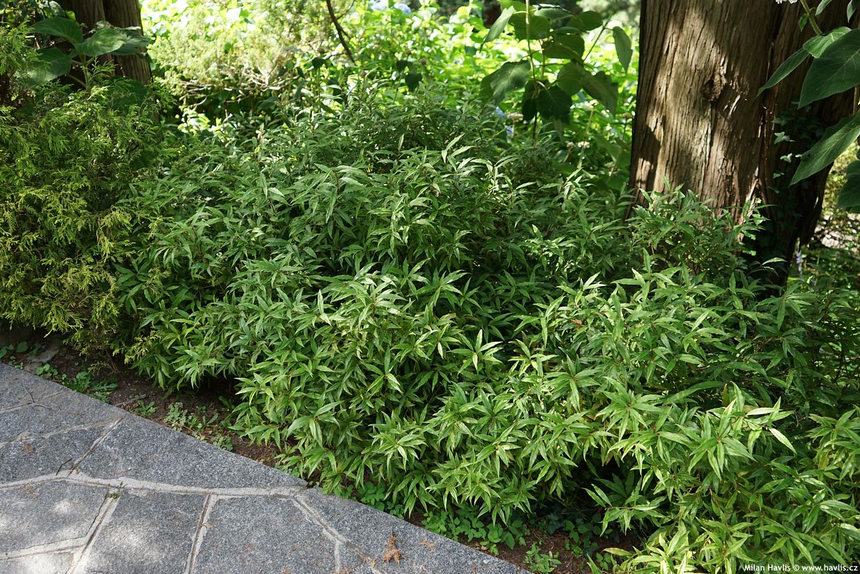 sarcococca hookeriana