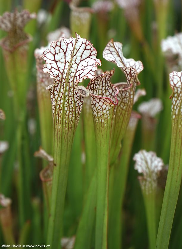 sarracenia leucophylla