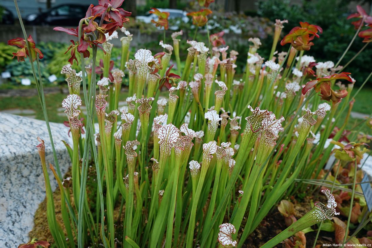 sarracenia leucophylla
