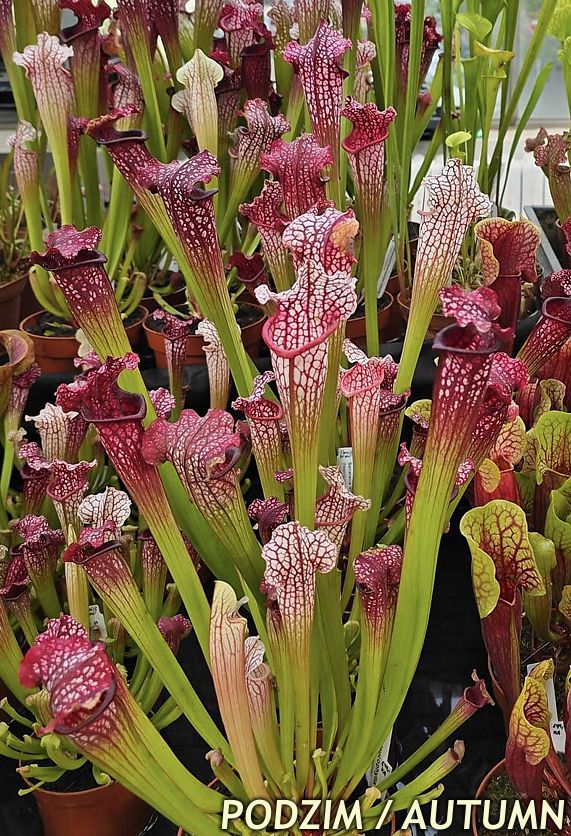 sarracenia leucophylla