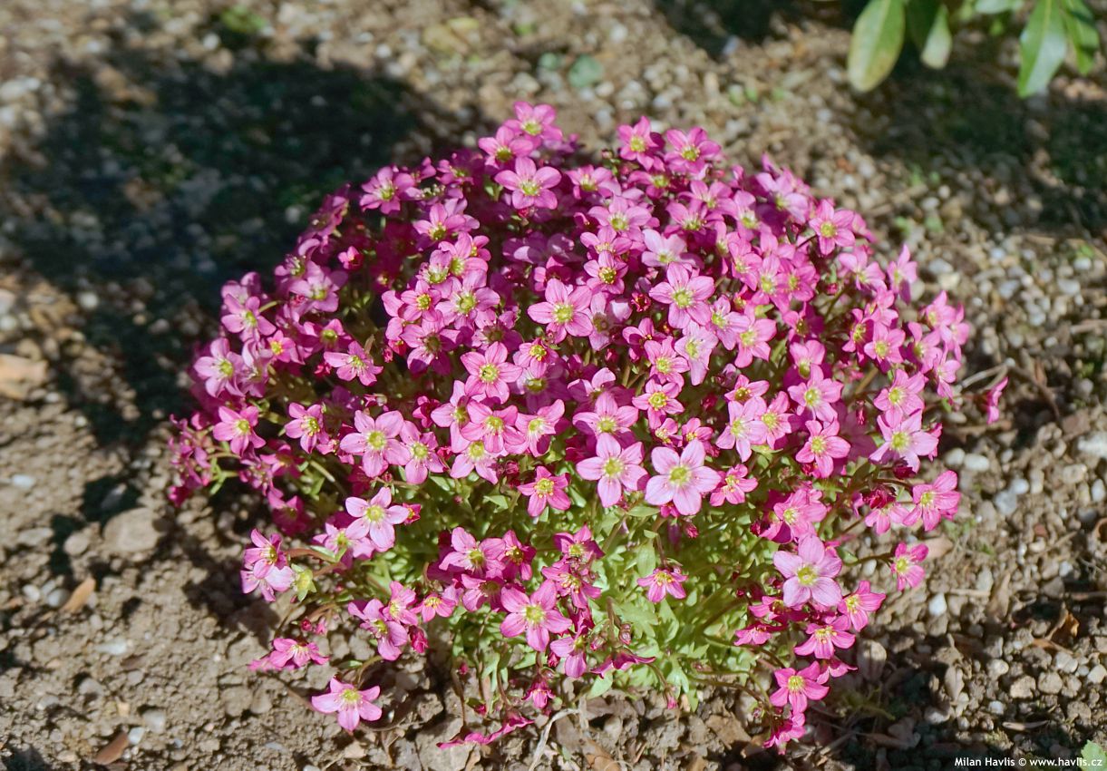 saxifraga Touran Pink