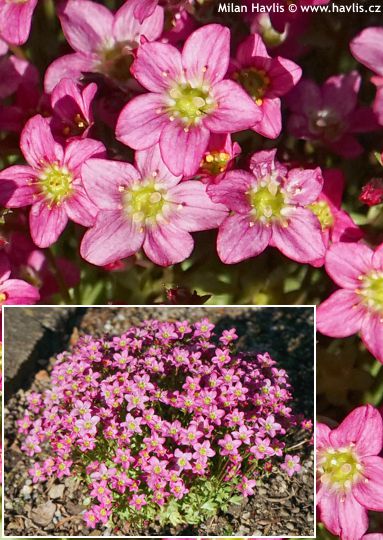 Saxifraga 'Saxz0011' TOURAN™ PINK