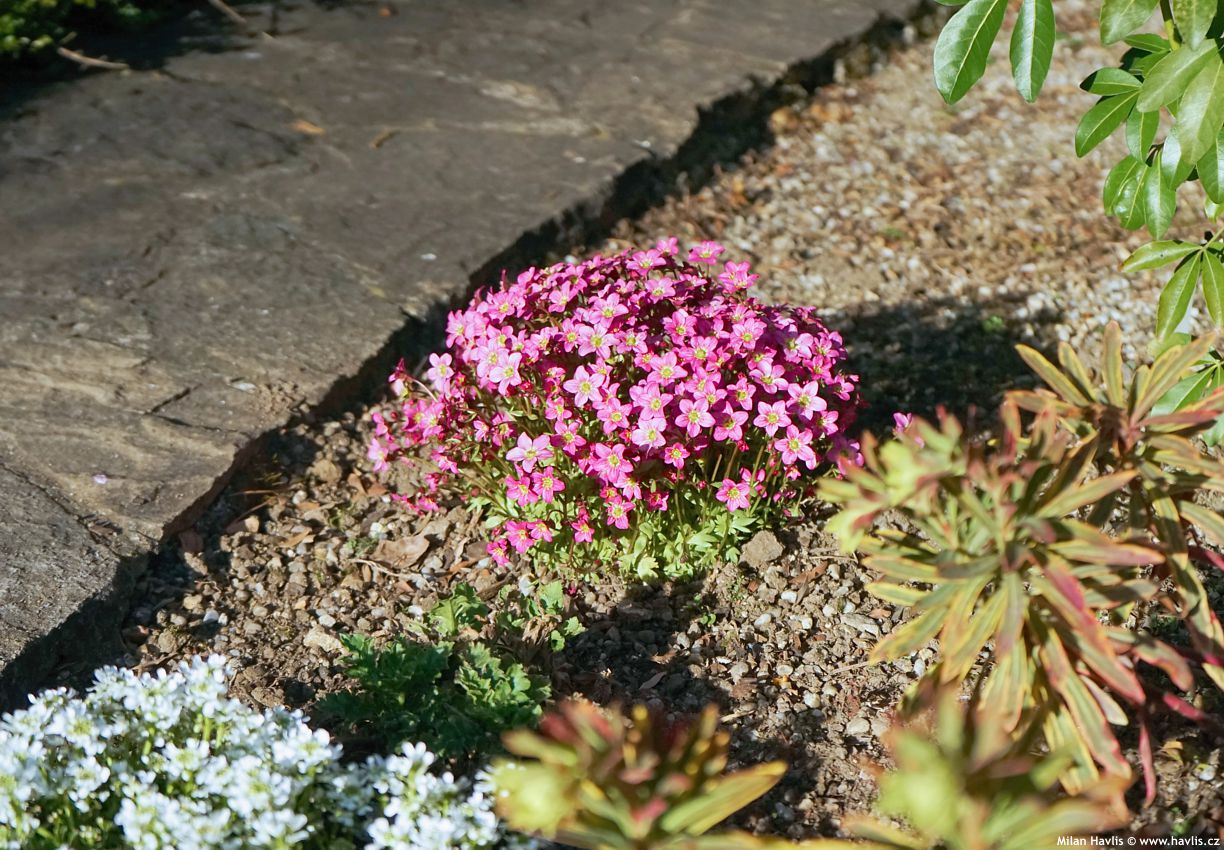 saxifraga Touran Pink