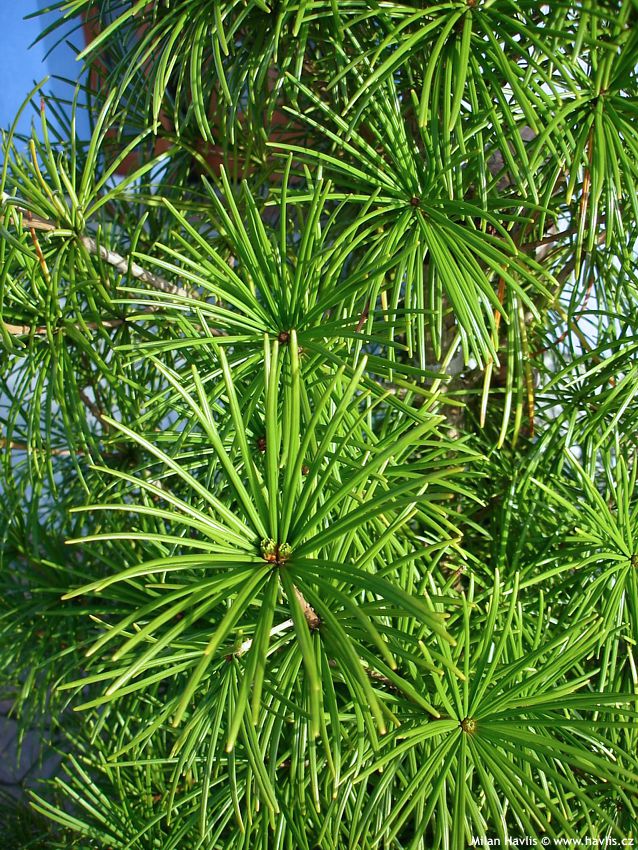 sciadopitys verticillata