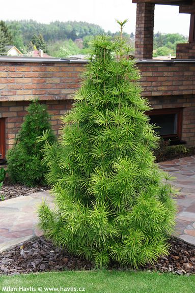 Sciadopitys verticillata