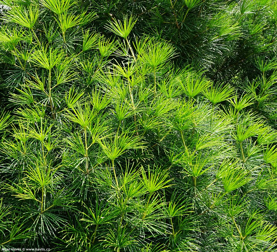 sciadopitys verticillata