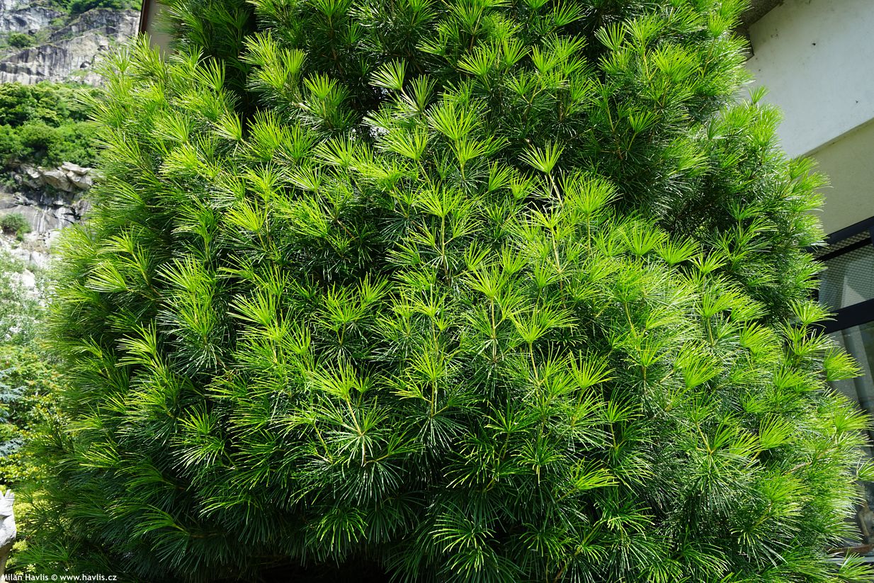 sciadopitys verticillata