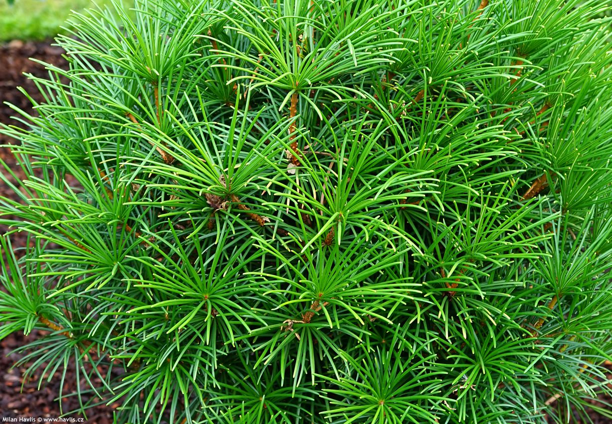 sciadopitys verticillata Grüne Kugel