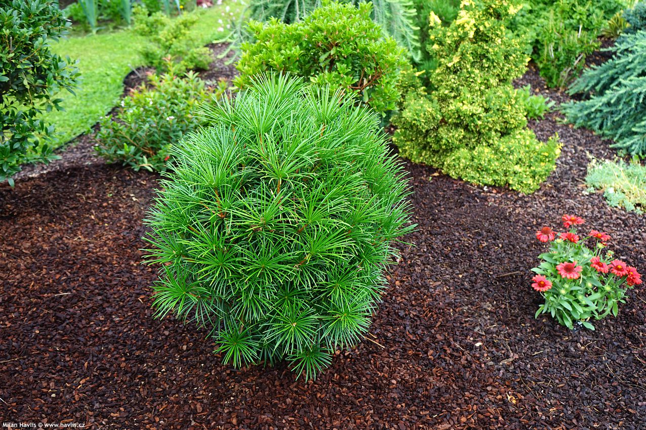 sciadopitys verticillata Grüne Kugel