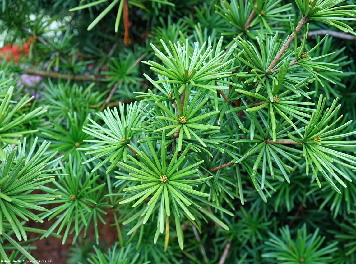 sciadopitys verticillata Sterschnuppe