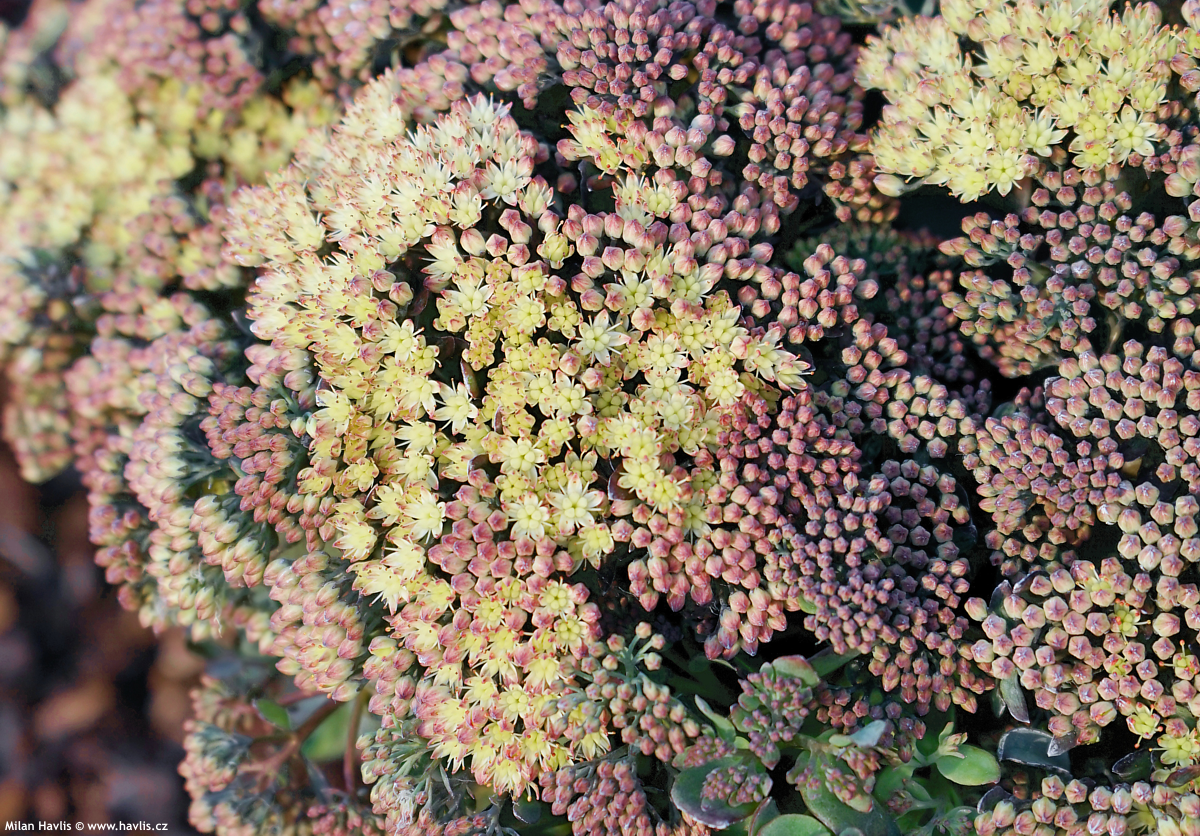 sedum Globe Yellow