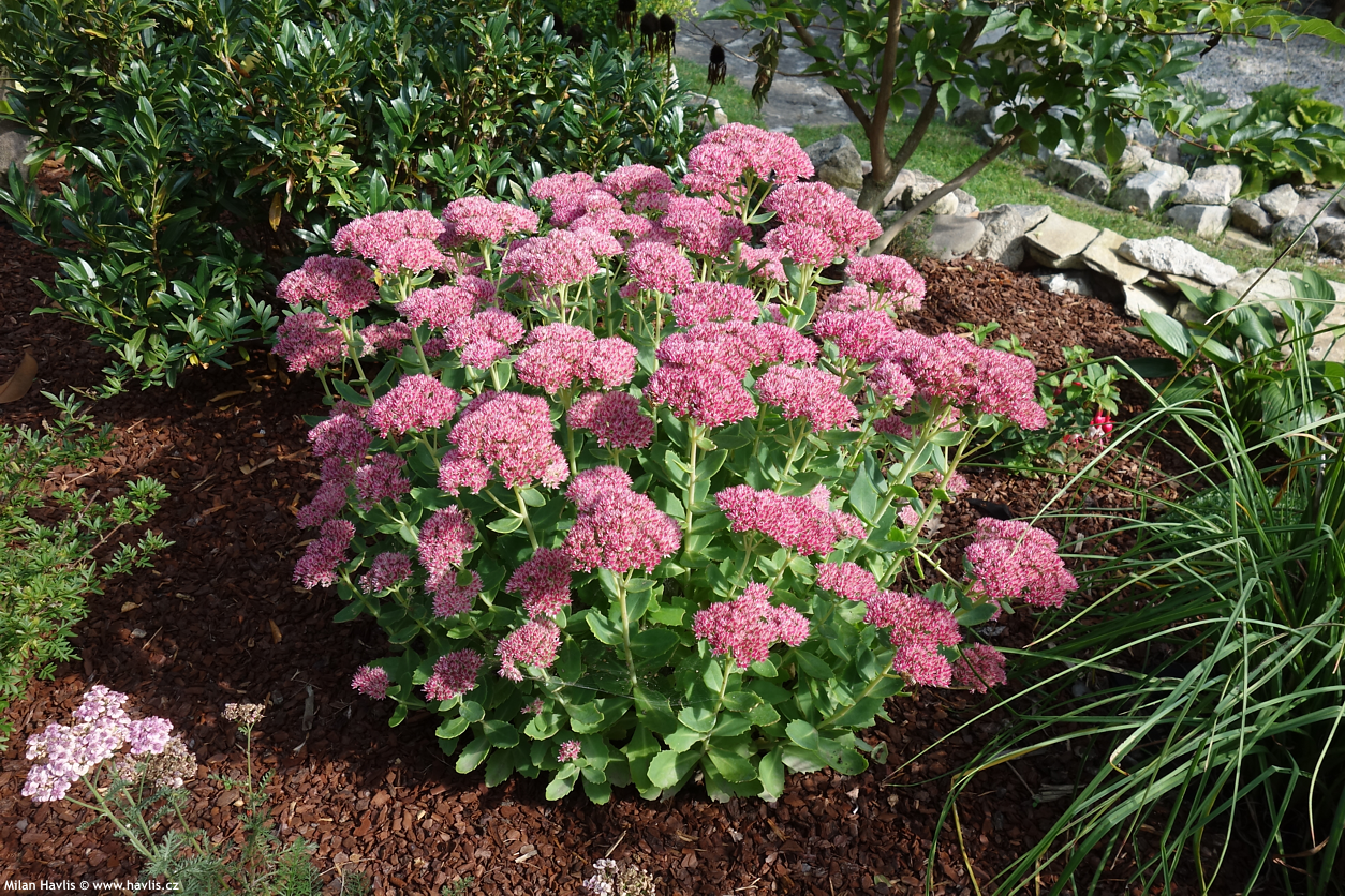 sedum Herbstfreude