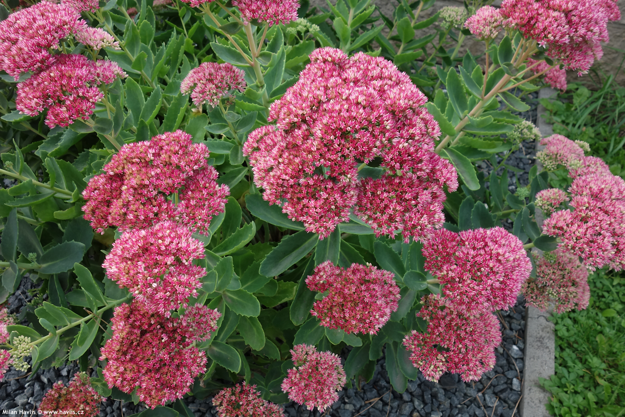 sedum Herbstfreude