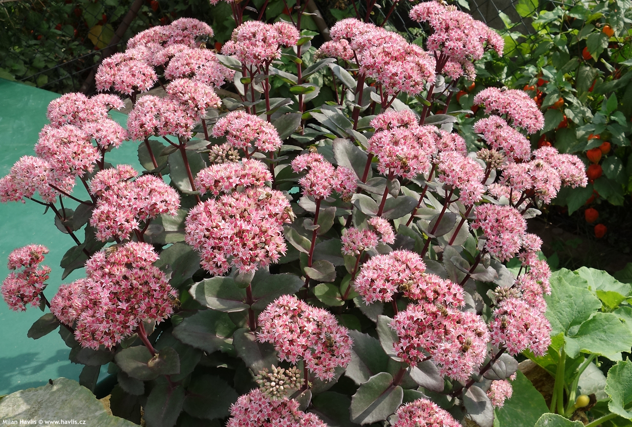 sedum Matrona