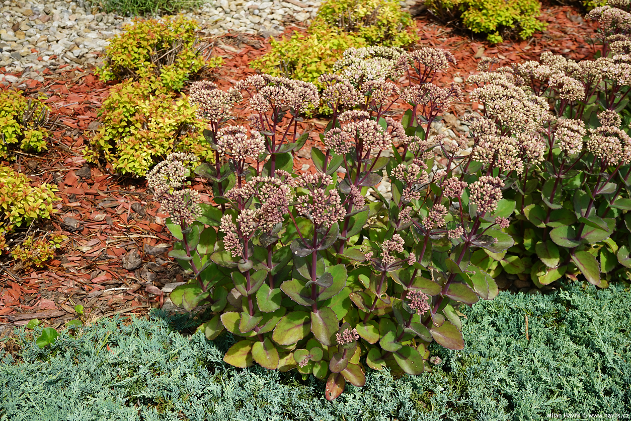 sedum Matrona
