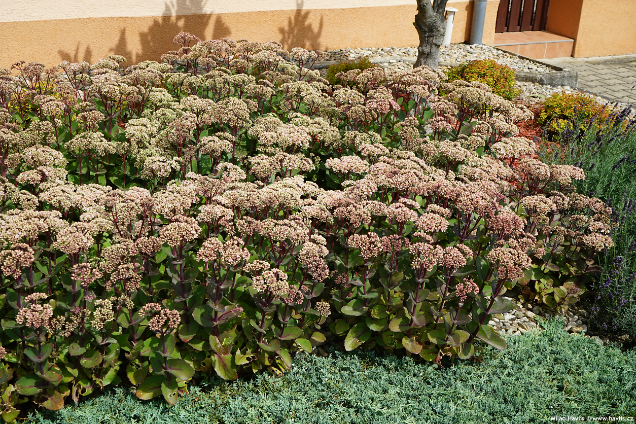 sedum Matrona