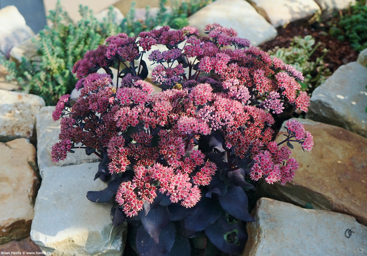 sedum Mojave Jewels Ruby