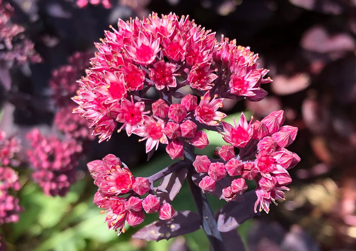 sedum Mojave Jewels Ruby