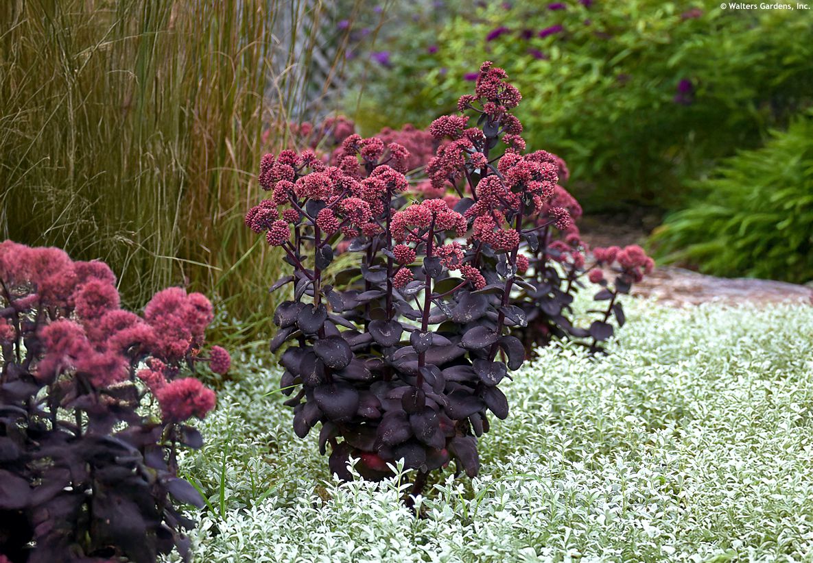 sedum Night Embers