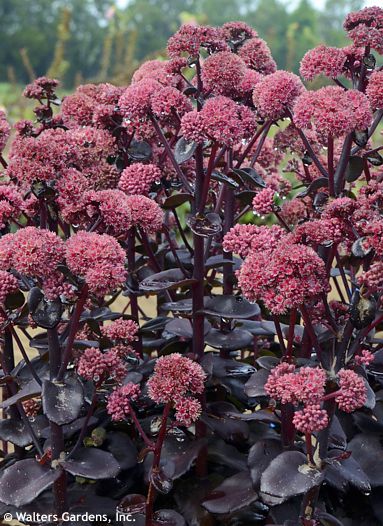 Sedum (Hylotelephium) 'NIGHT EMBERS'