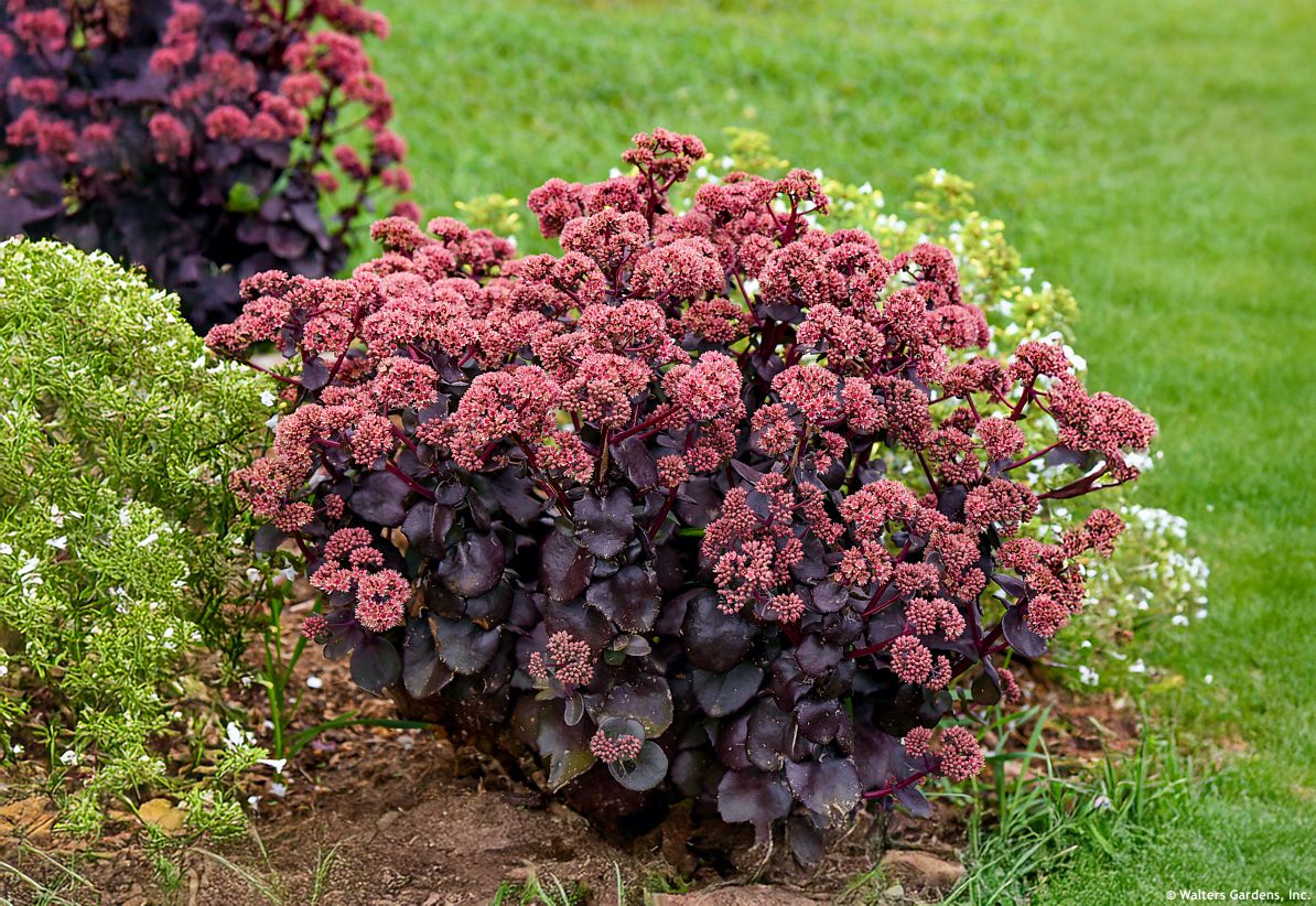 sedum Night Embers