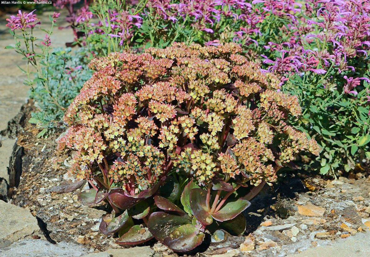 sedum Peach Pearls