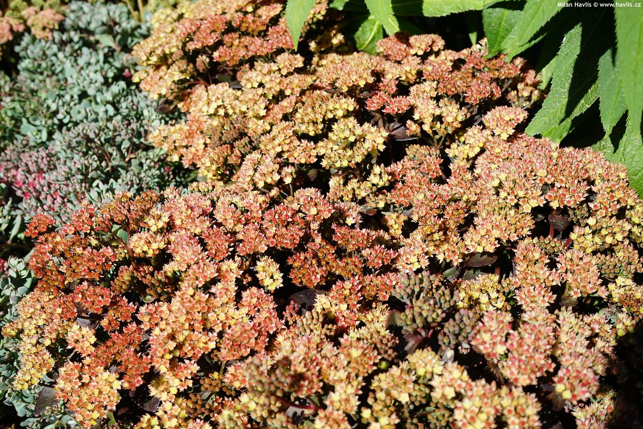 sedum Peach Pearls