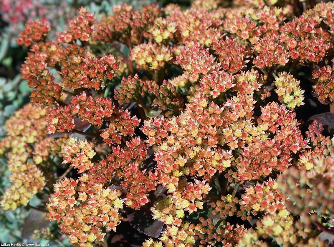 sedum Peach Pearls