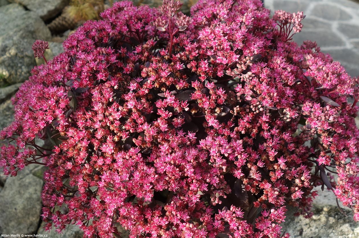 sedum Sunsparkler Dazzleberry