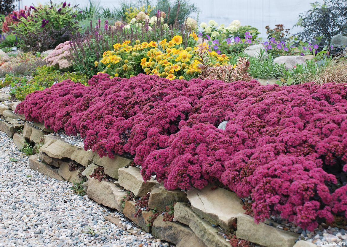 sedum Sunsparkler Dazzleberry