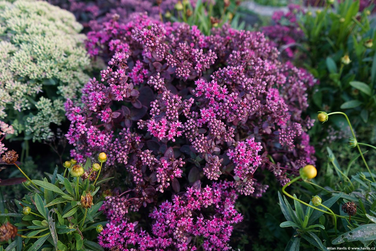 sedum Sunsparkler Firecracker 2026 (1).jpg