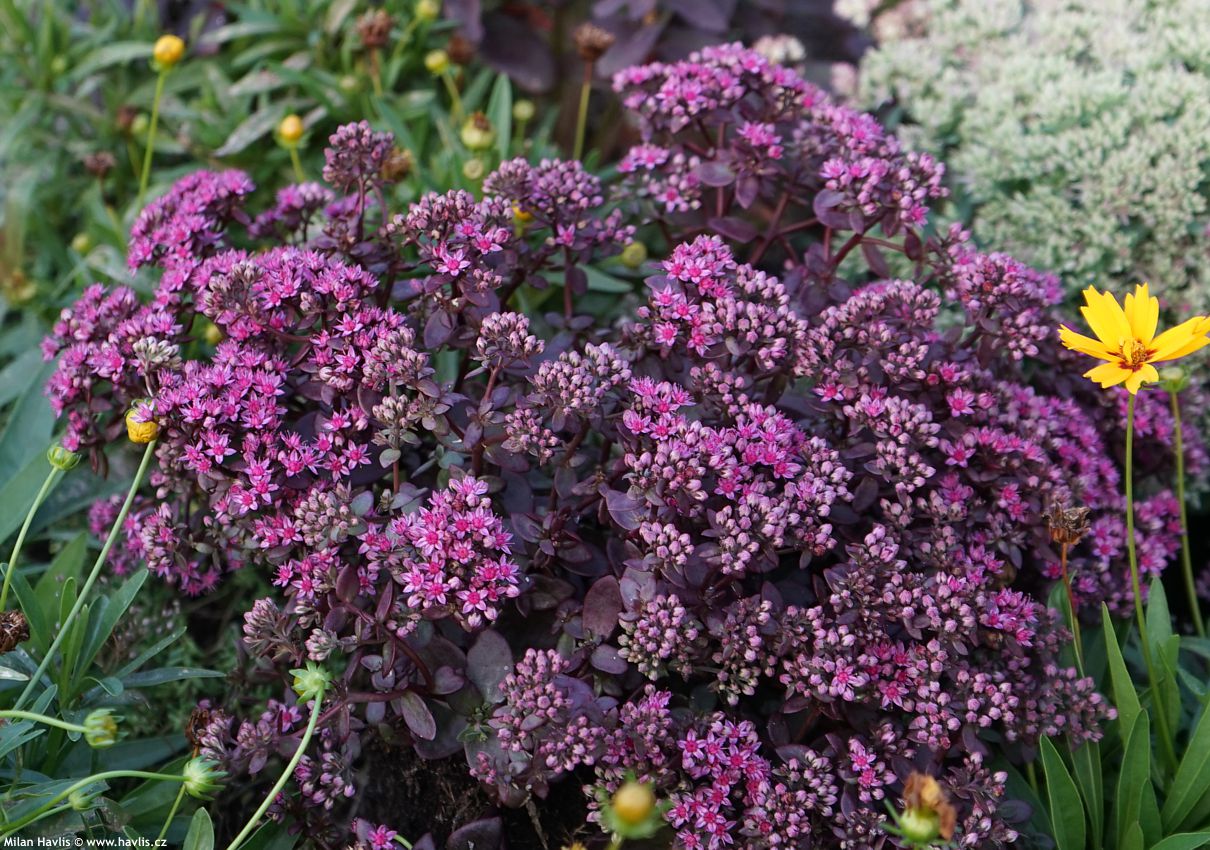sedum Sunsparkler Firecracker 2026 (2).jpg