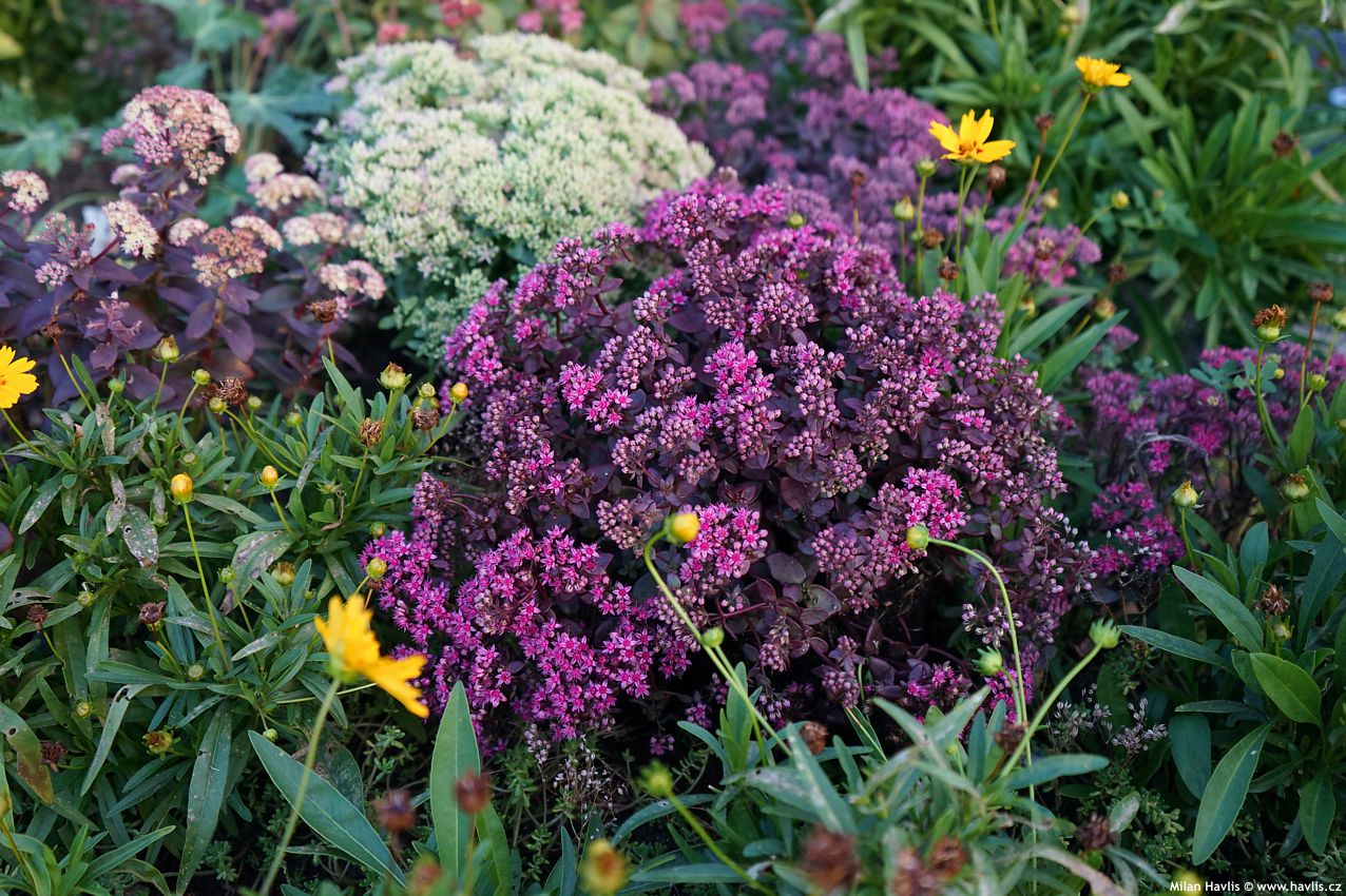 sedum Sunsparkler Firecracker 2026 (4).jpg