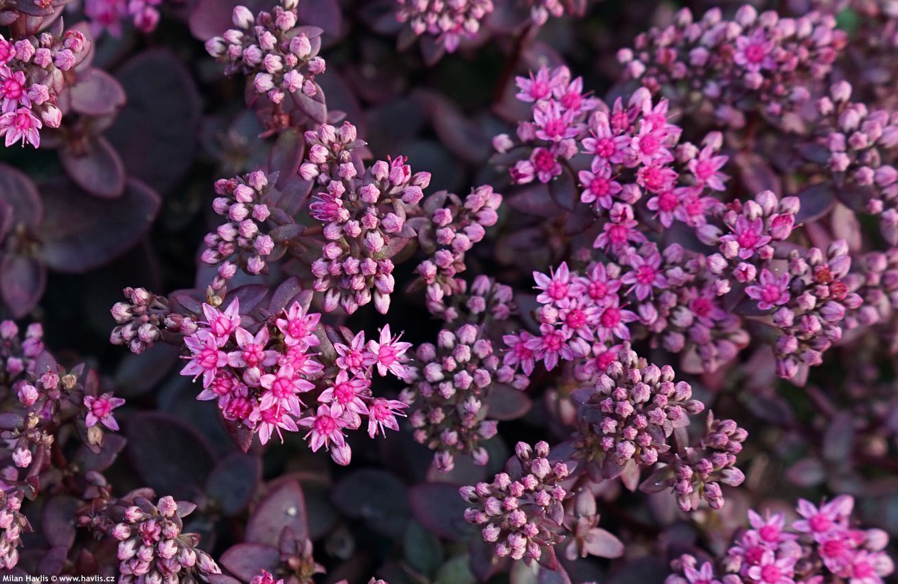 sedum Sunsparkler Firecracker 2026 (6).jpg